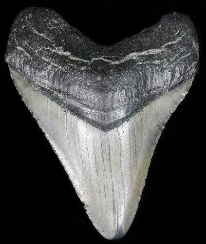 Juvenile Megalodon Tooth - South Carolina #52976